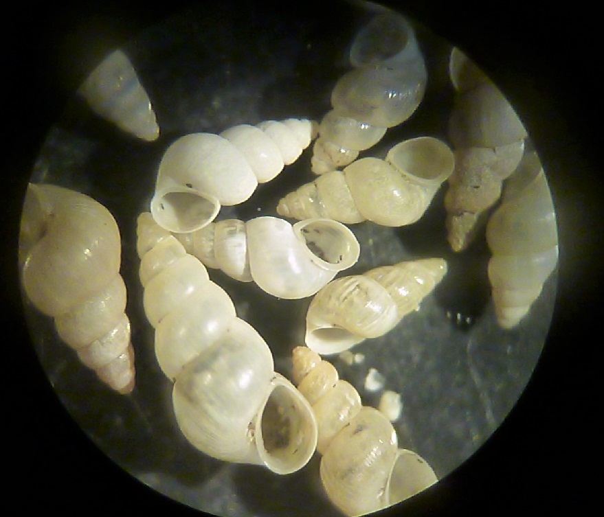 Obtusella macilenta?